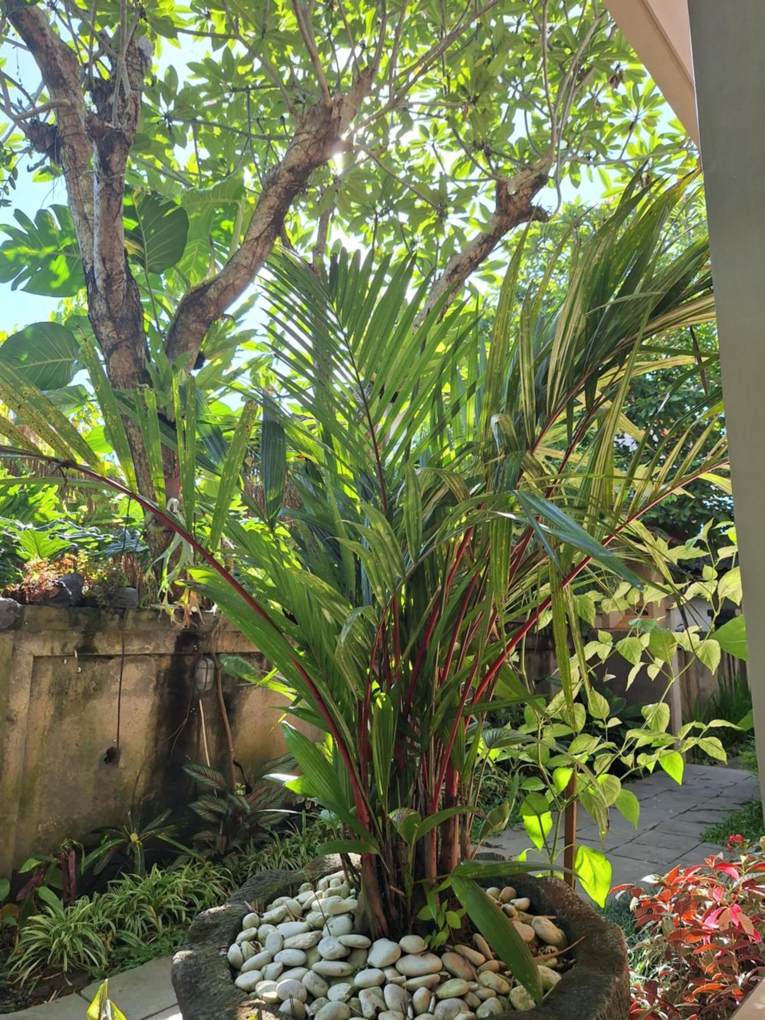 Kasapa Inn Ubud  Bagian luar foto